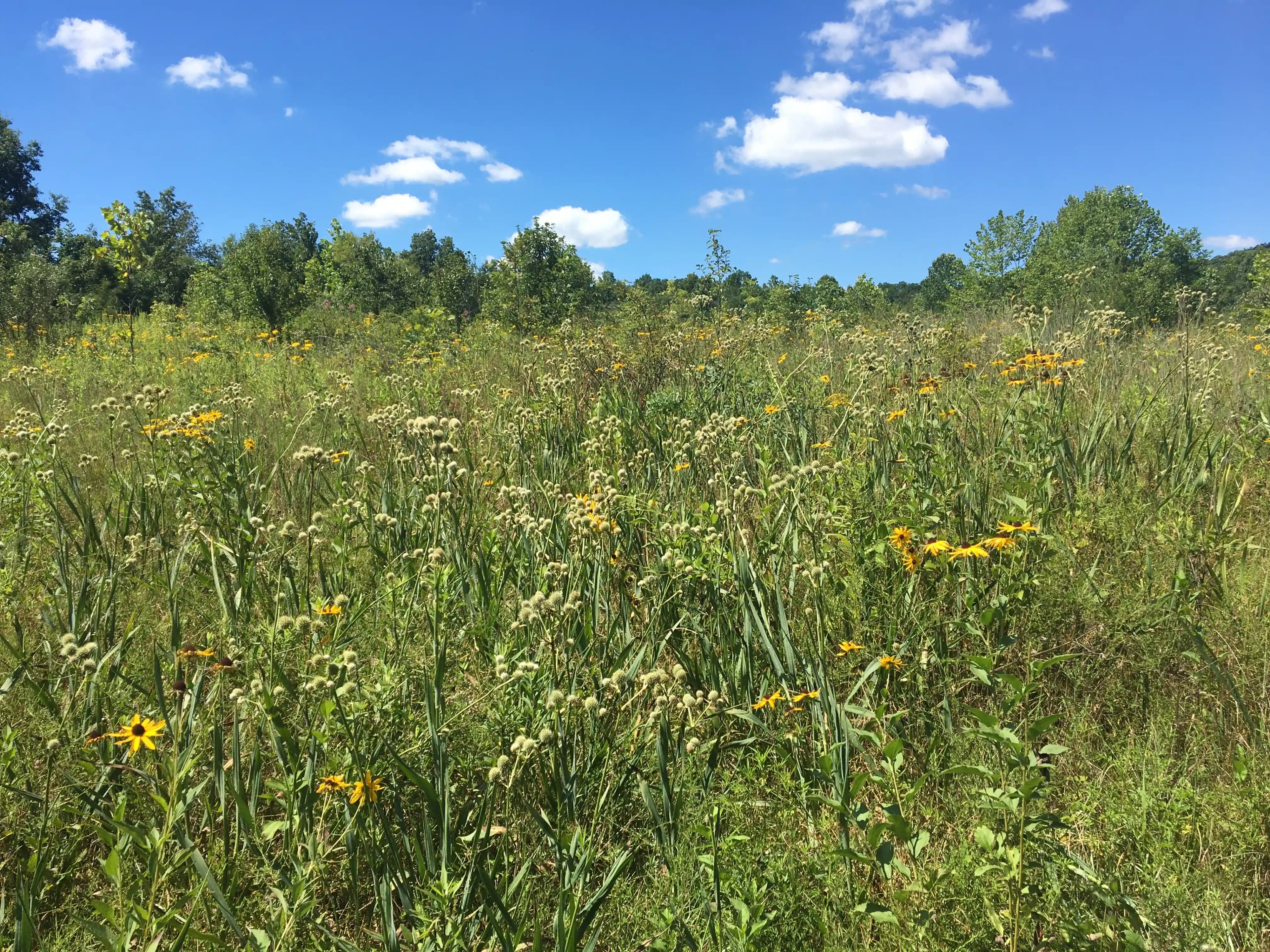 EXPLORE illustration